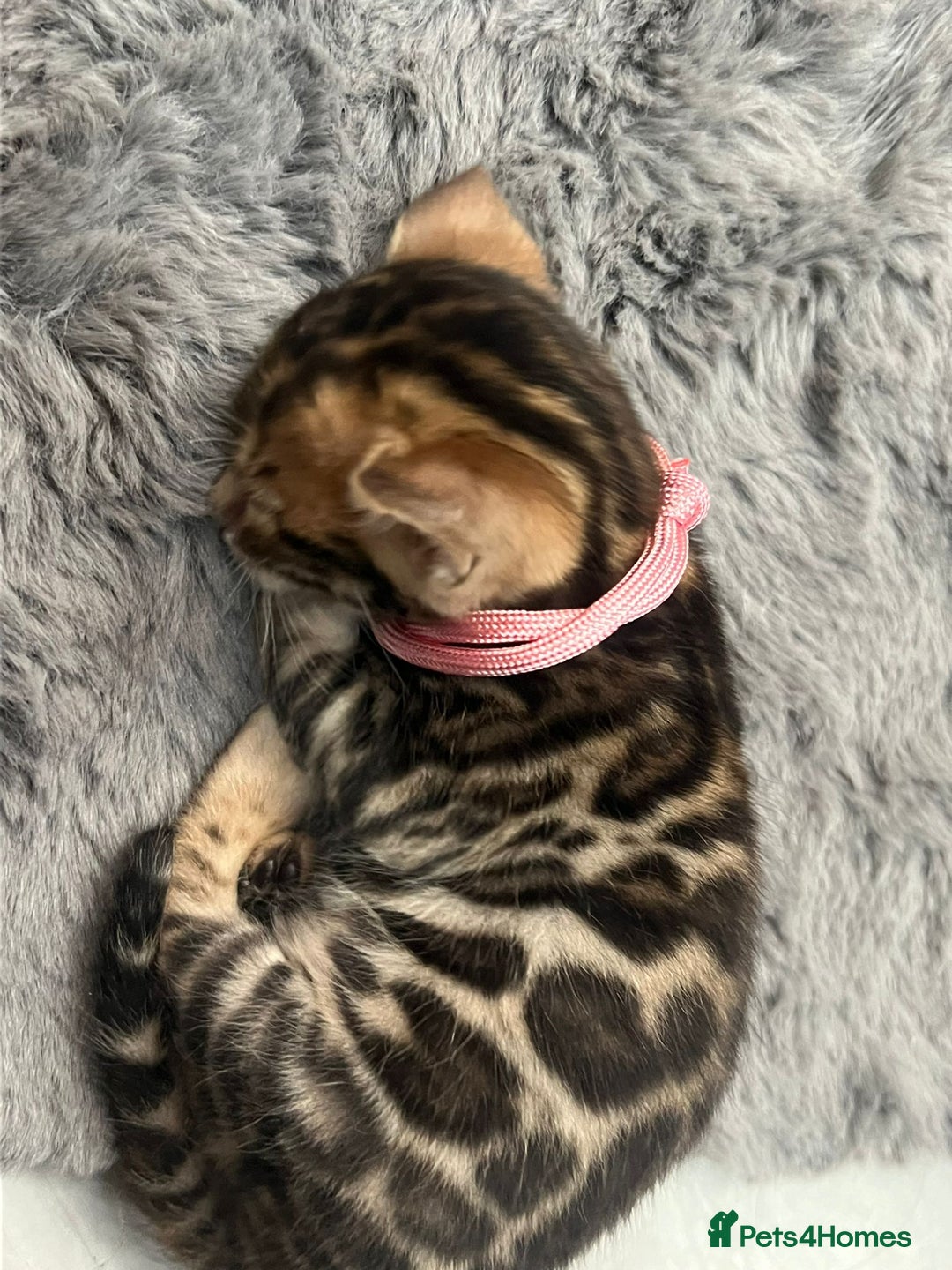 Bengal cats for sale: 💕 Adorable Rosetted bengal Kittens 💕 - Image 14