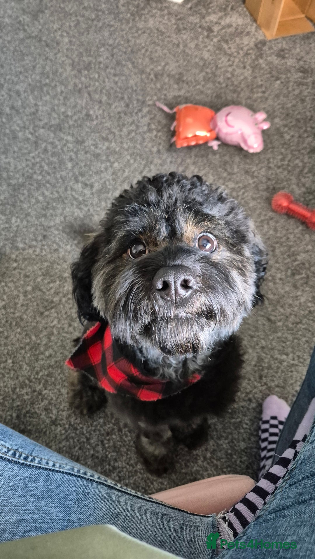 Cavapoo dogs for stud: Type F1 Cavapoo For Stud - Image 2
