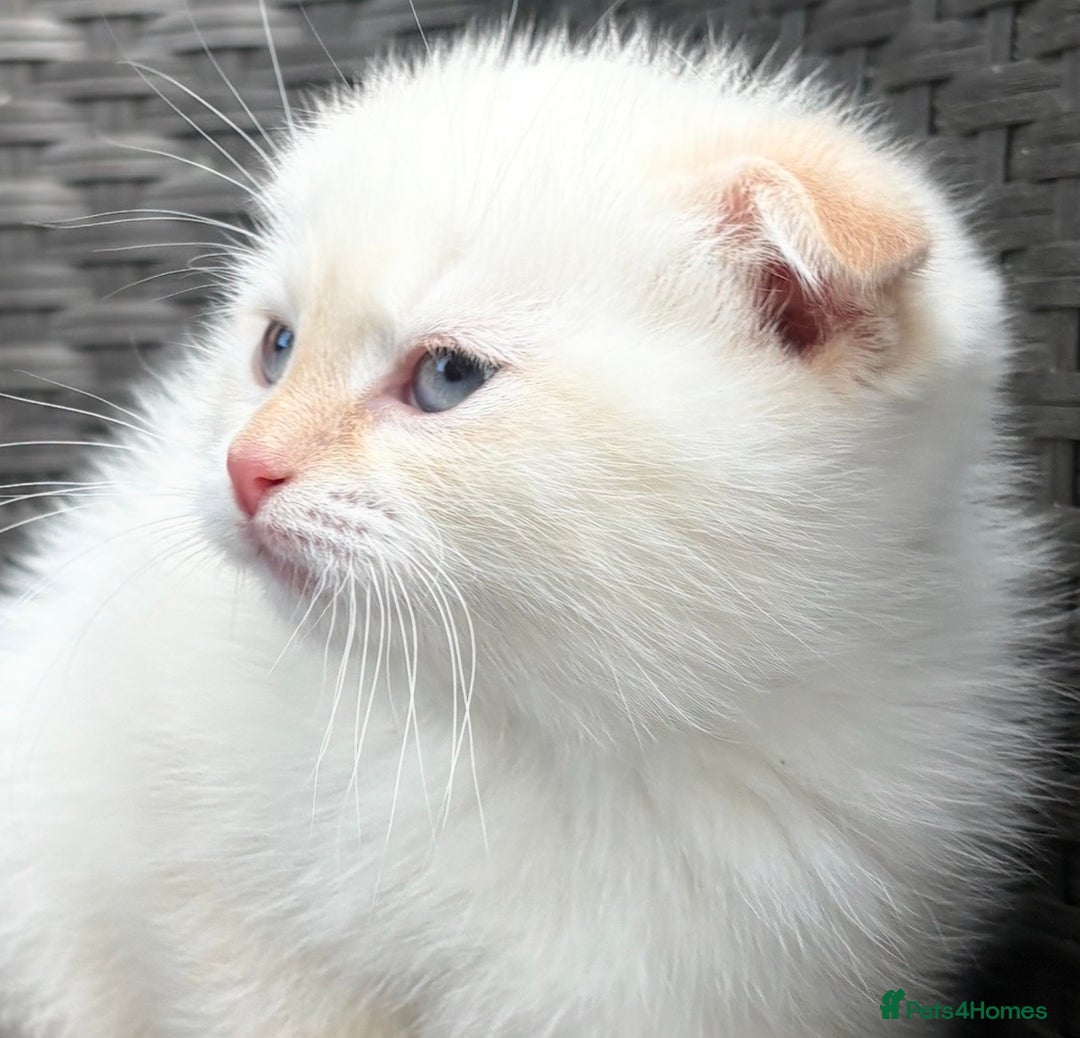 Scottish Fold cats for sale: Scottish fold male kittens  - Advert 3