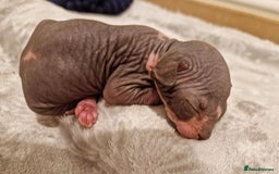 Sphynx cats for sale: Two sphynx kittens  - Image 3