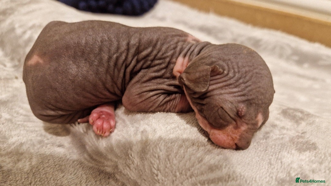 Sphynx cats for sale: Two sphynx kittens  - Image 3