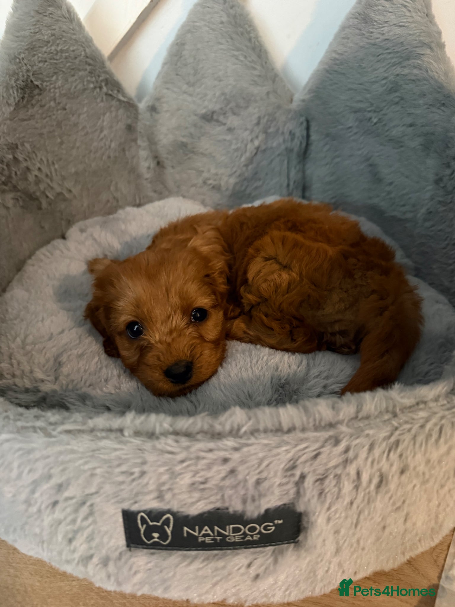 Cavapoo dogs Ruby ready too collect  - Advert 2