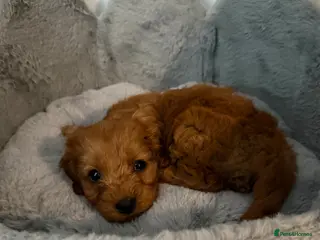 Cavapoo dogs Ruby ready too collect - Advert 2