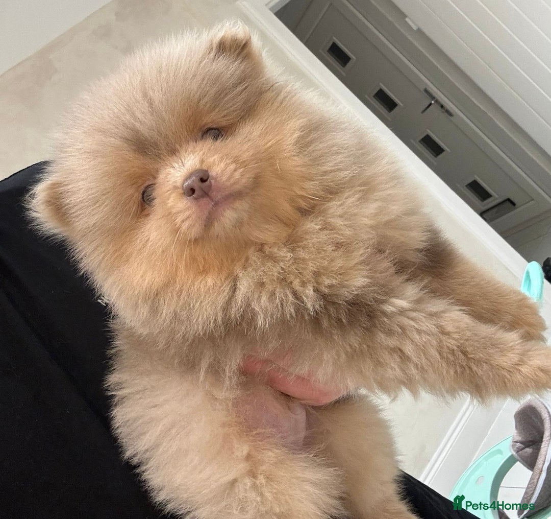 Pomeranian dogs for sale: FLUFFY TEDDY BEAR POMERANIANS 🐻  - Advert 4