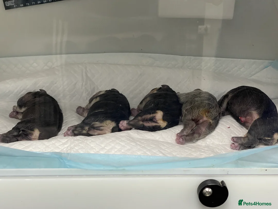 French Bulldog dogs for stud: Hector Starfex in Leigh - Advert 12