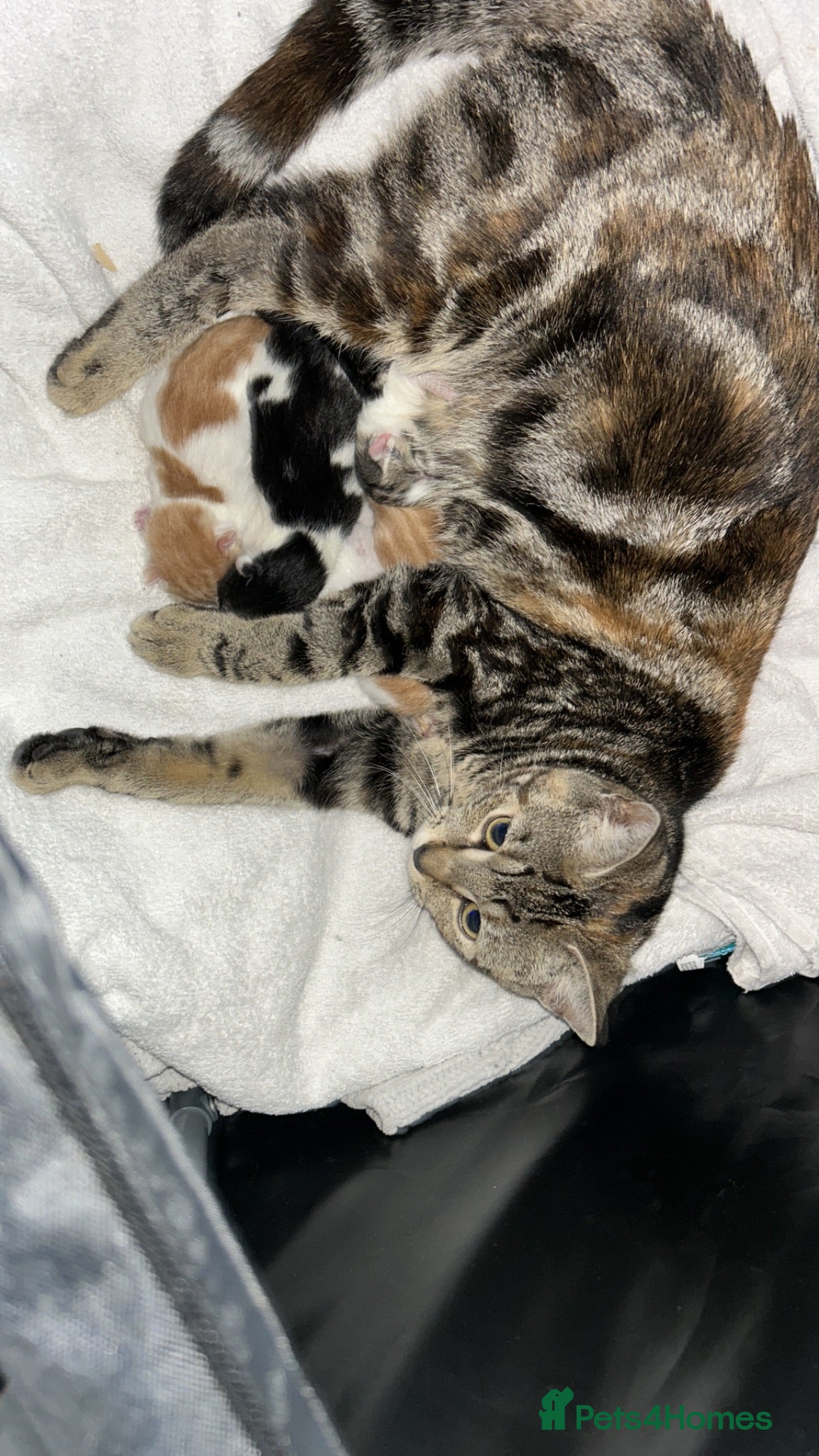 Domestic Shorthair cats Adorable domestic shorthair kittens  - Advert 1