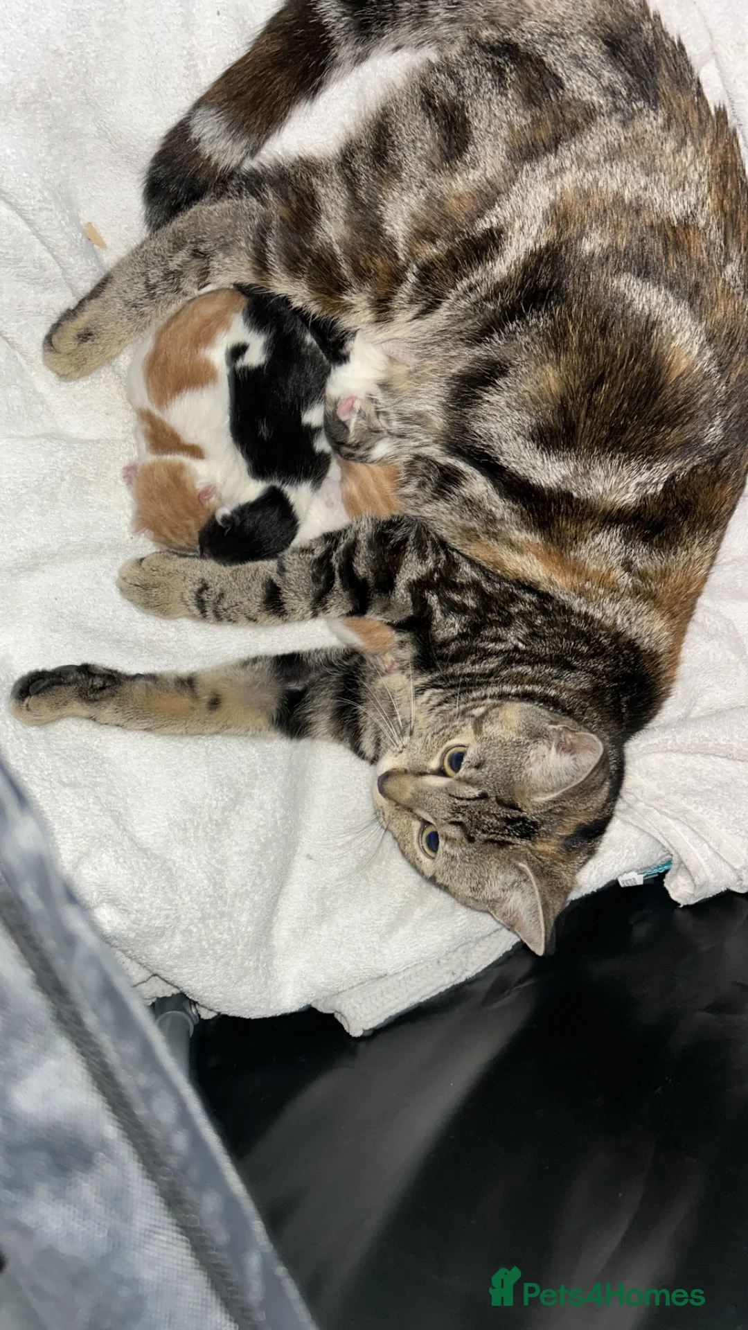 Domestic Shorthair cats for sale: Adorable domestic shorthair kittens  - Advert 1