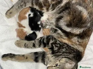Domestic Shorthair cats Adorable domestic shorthair kittens - Advert 1