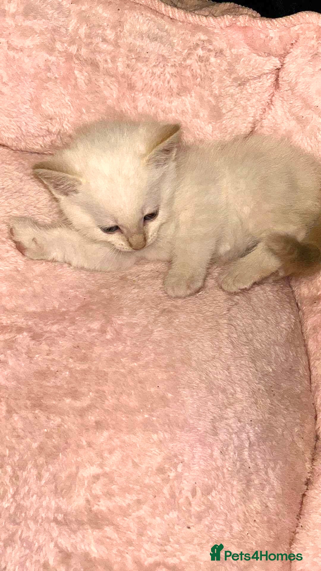 Mixed Breed cats for sale: Mixed BSH/ragdoll  - Image 4