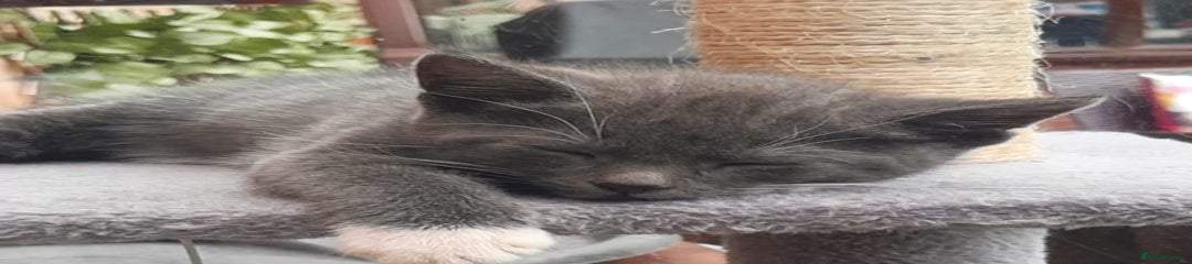 Mixed Breed Kitten 1