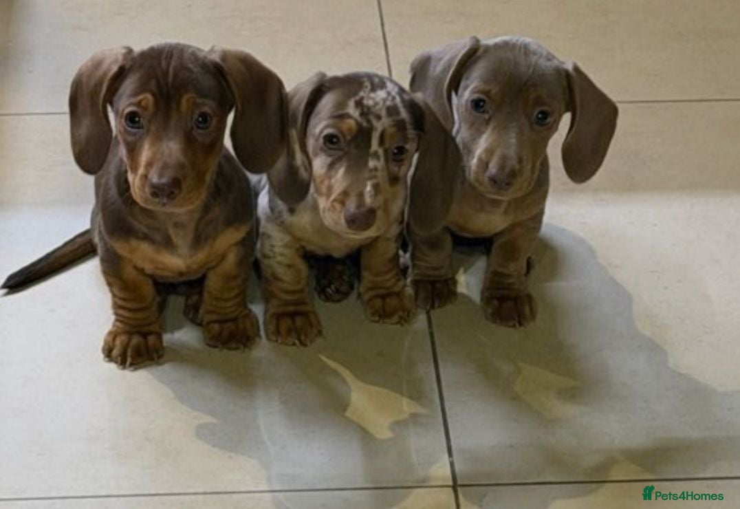 Miniature Dachshund dogs BEAUTIFUL DACHSHUND PUPPIES FOR SALE. - Advert 14