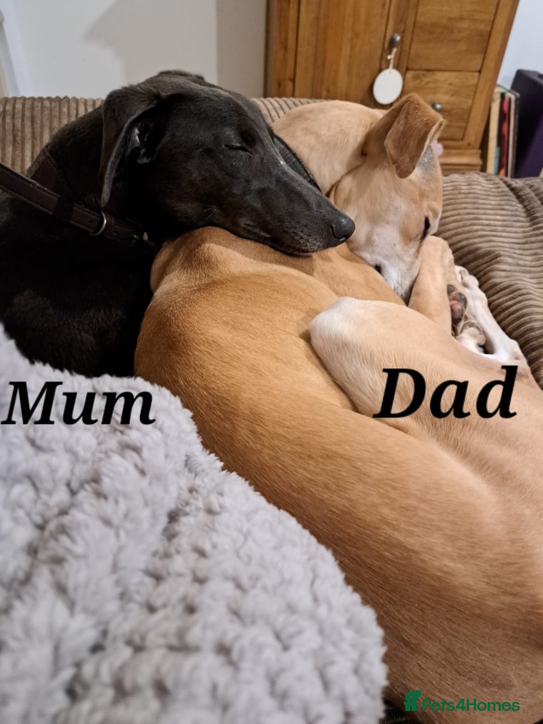 Whippet dogs for sale: Male Whippet Pup Ready For Forever Home - Advert 9