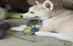 Siberian Husky dogs for sale: Adorable Husky Puppies  - Image 9