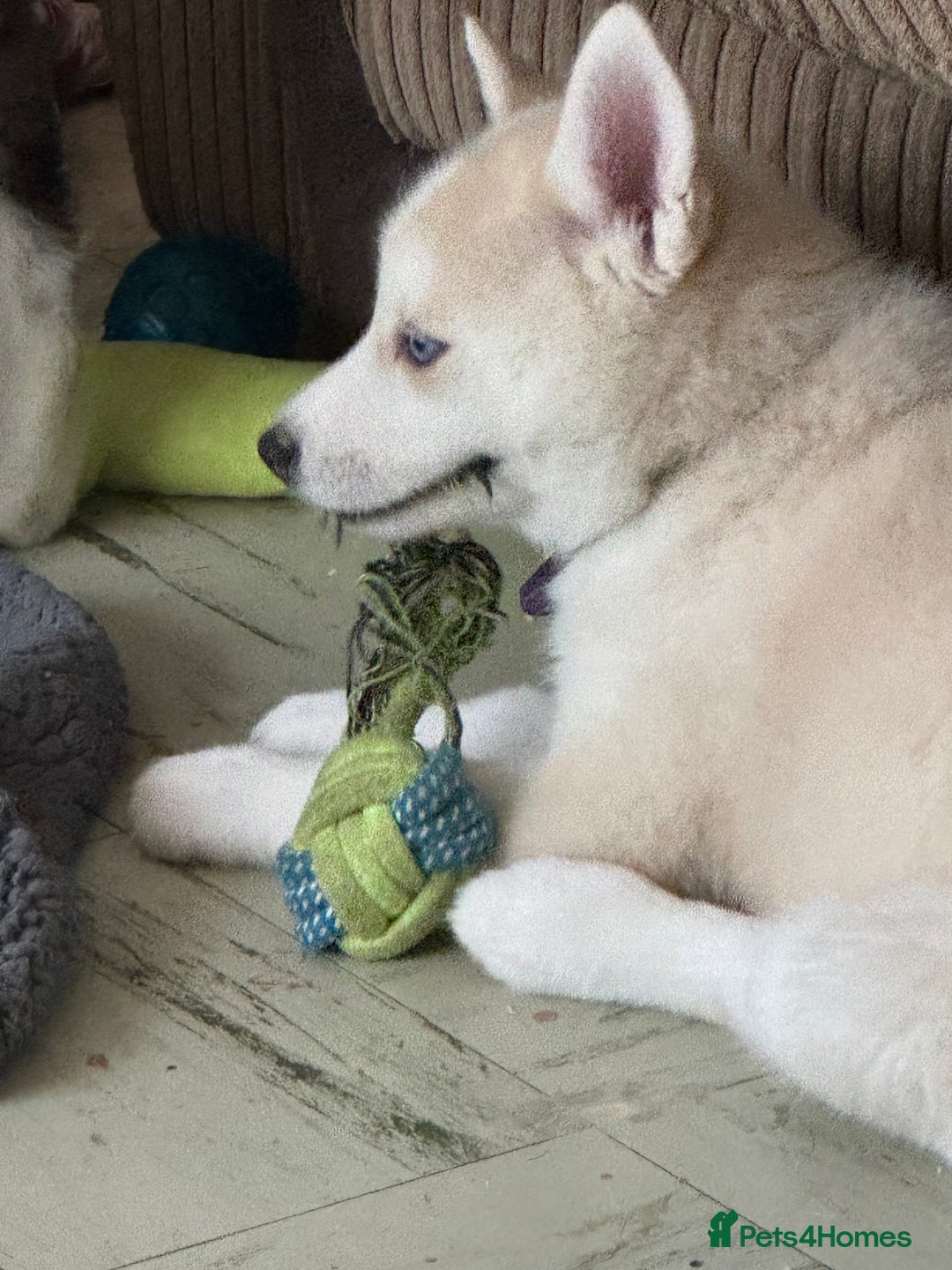 Siberian Husky dogs for sale: Adorable Husky Puppies  - Image 9