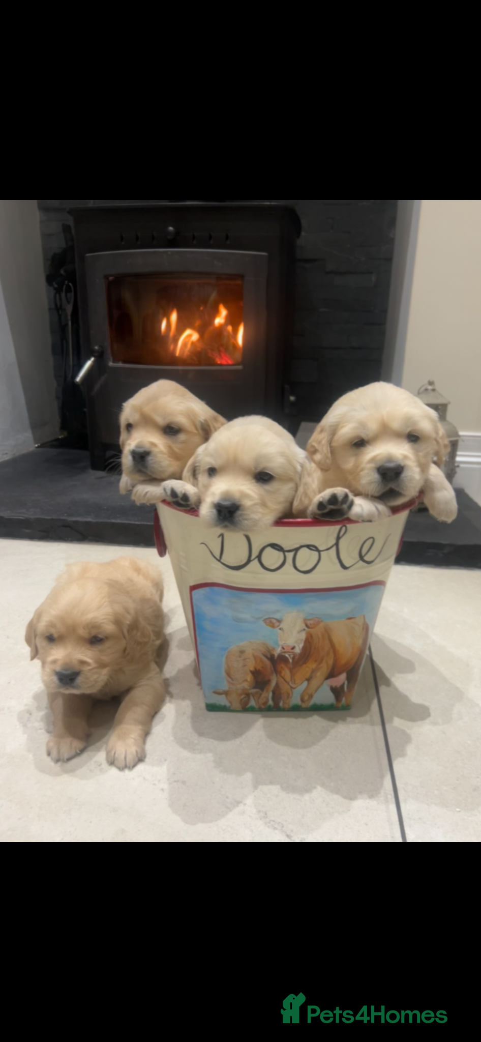 Golden Retriever dogs Golden retriever puppies  - Advert 10