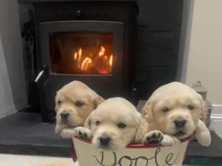 Golden Retriever dogs Golden retriever puppies - Advert 10