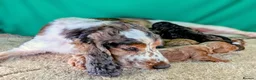 Cockapoo dogs for sale: Gorgeous F1 Cockapoo Puppies  - Advert 6