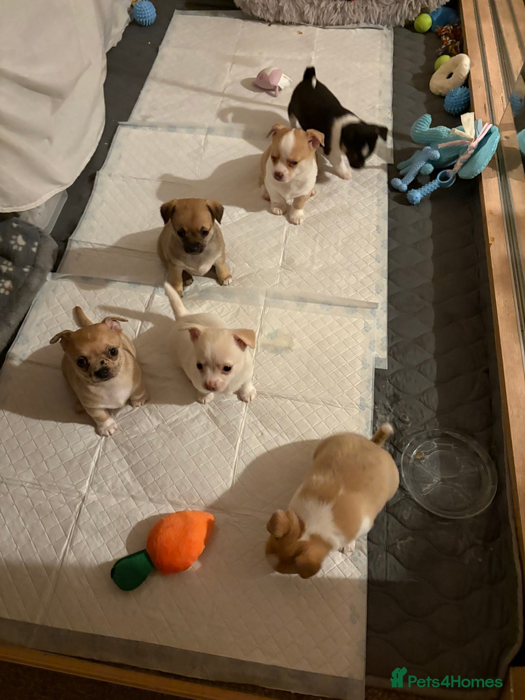 Chihuahua dogs for sale: Puppy’s  - Advert 5