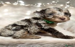 Cockapoo dogs for sale: F1 cockerpoo waiting list  - Image 2