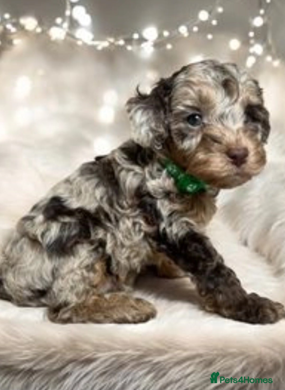 Cockapoo dogs for sale: F1 cockerpoo waiting list  - Image 2
