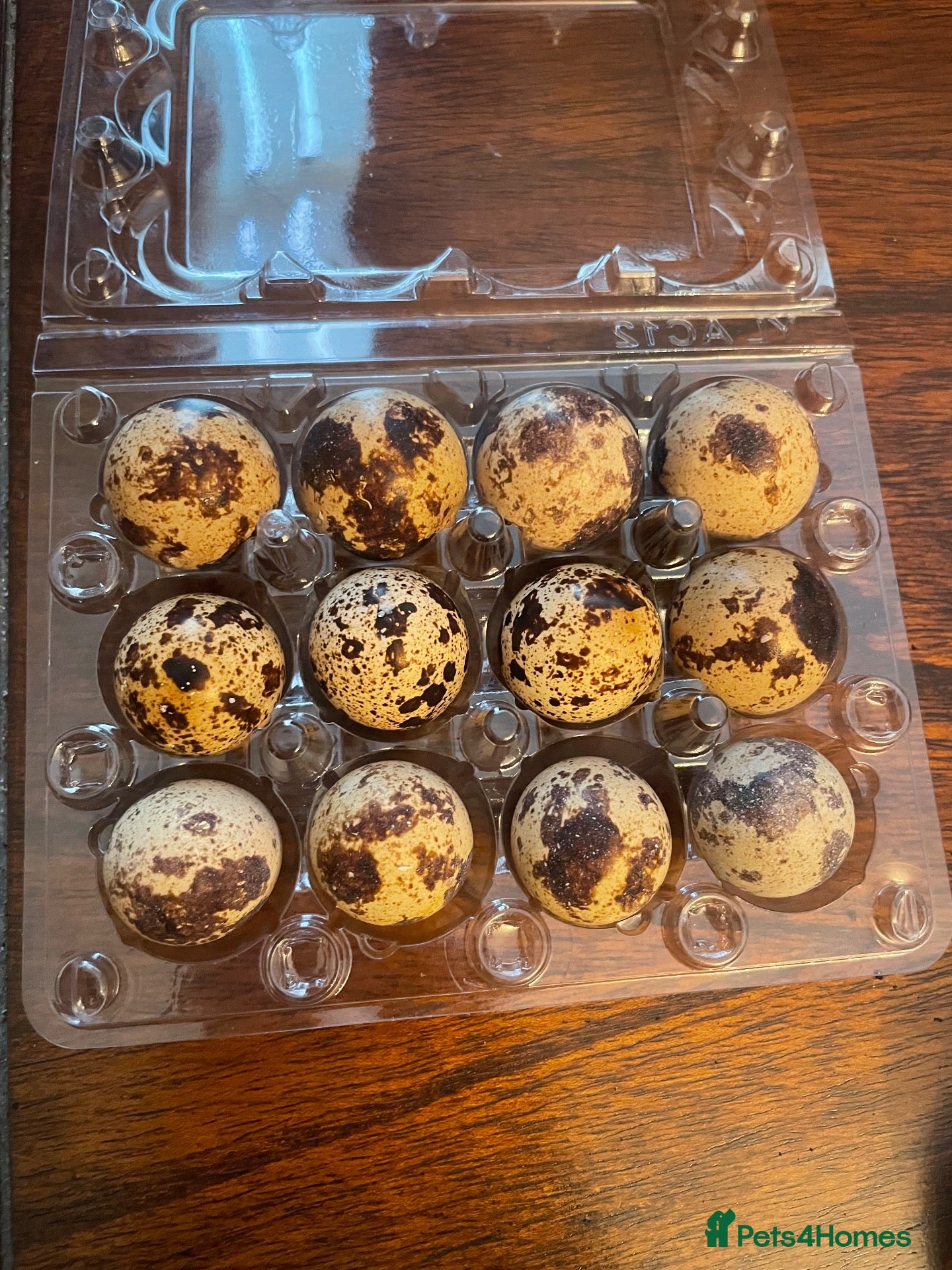 Quail poultry Hatching Coturnix quail eggs x12 - Advert 2