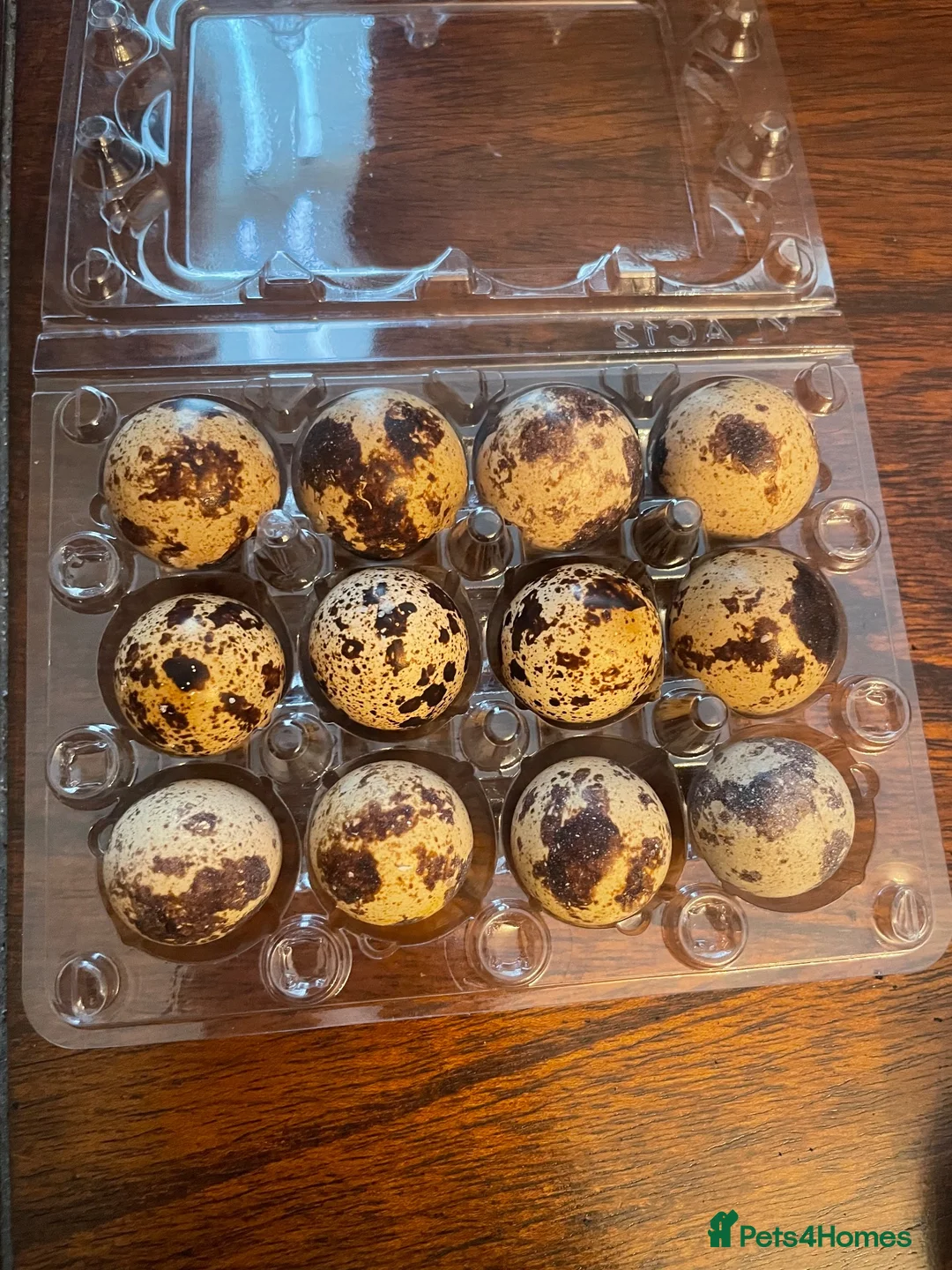 Quail poultry for sale: Hatching Coturnix quail eggs x12 - Advert 1