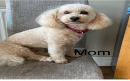 Poochon dogs for sale: Gorgeous poochon puppies 🐶🐾 - Image 11