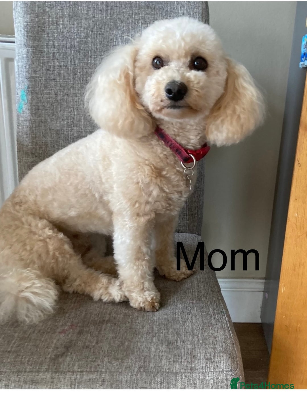 Poochon dogs for sale: Gorgeous poochon puppies 🐶🐾 - Image 11