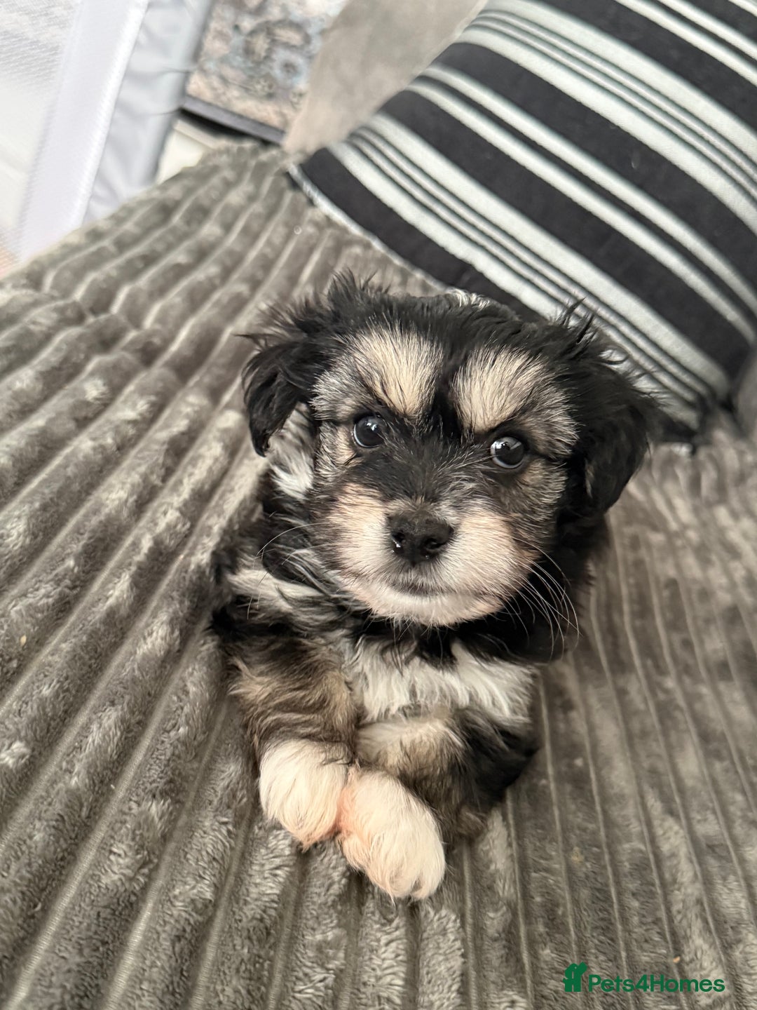 Morkie dogs for sale: Morkie puppies - Advert 5