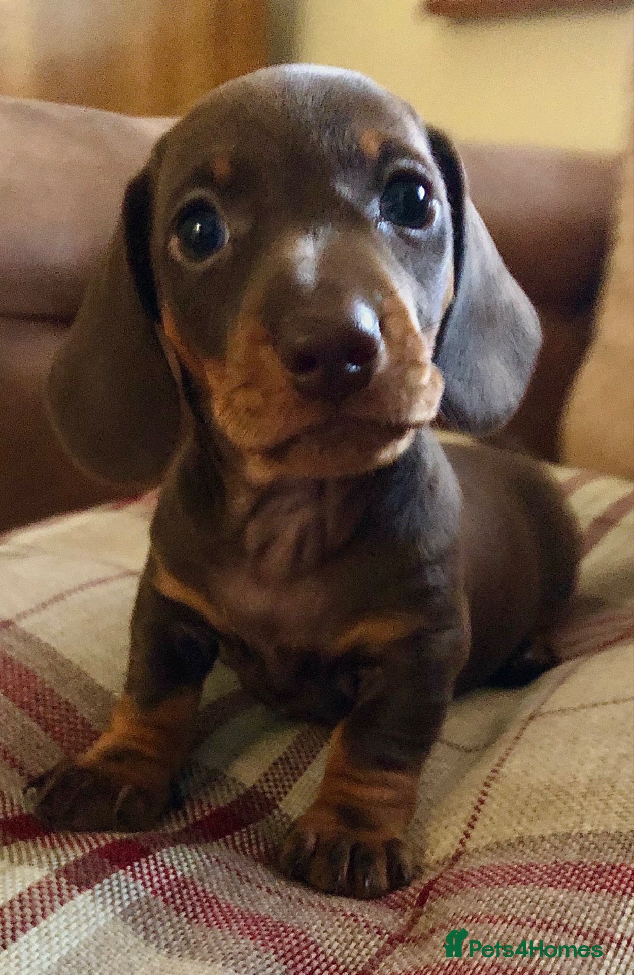 Miniature Dachshund dogs KC registered PRA clear miniature dachshunds  - Advert 2