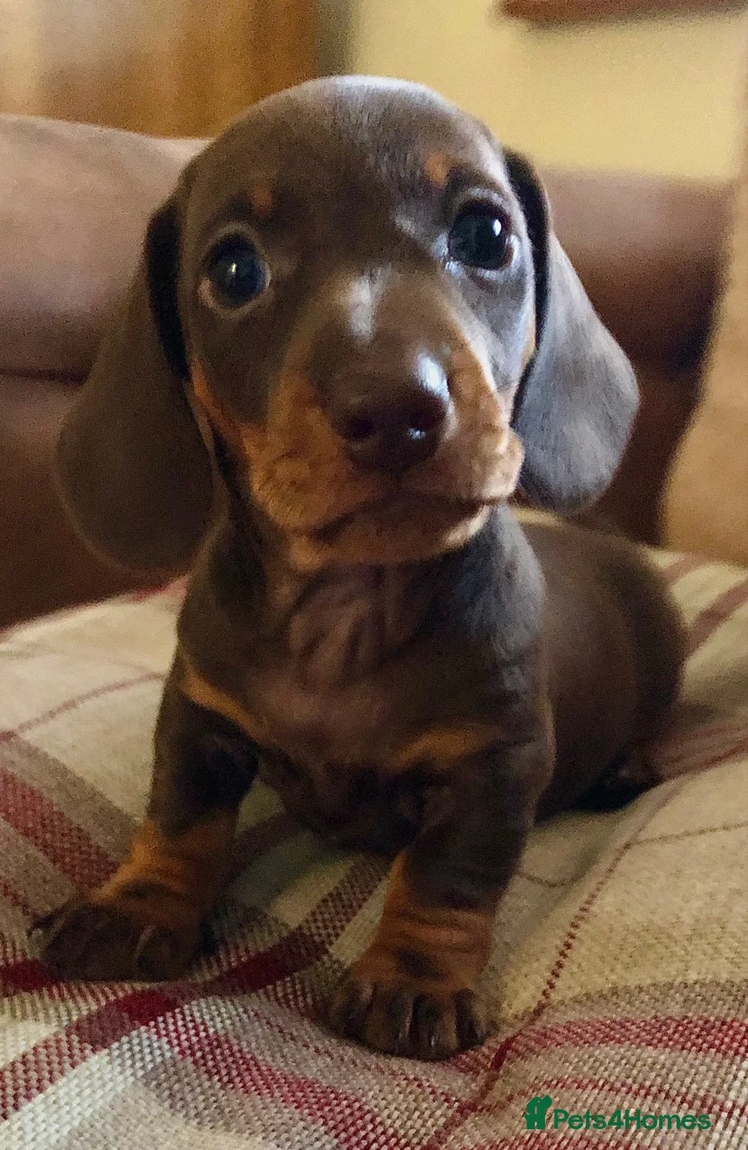 Miniature Dachshund dogs for sale: KC registered PRA clear miniature dachshunds  - Advert 2
