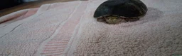 Turtle reptiles for sale: Healthy Pet Musk Turtle.Available with Full Setup. in Nottingham - Advert 9