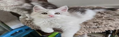 Maine Coon Kitten 3 JP