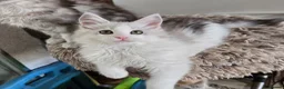 Maine Coon cats for sale: Stunning registered Maine Coon kittens - Advert 18