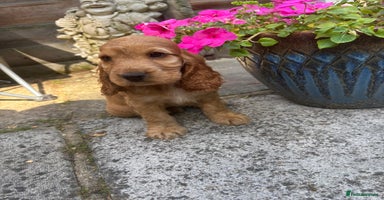 Cocker Spaniel dogs - Advert 6