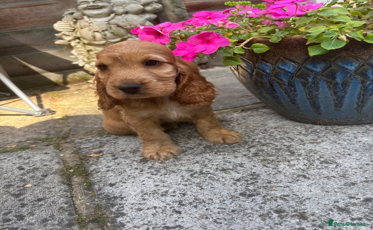 Cocker Spaniel dogs - Advert 8