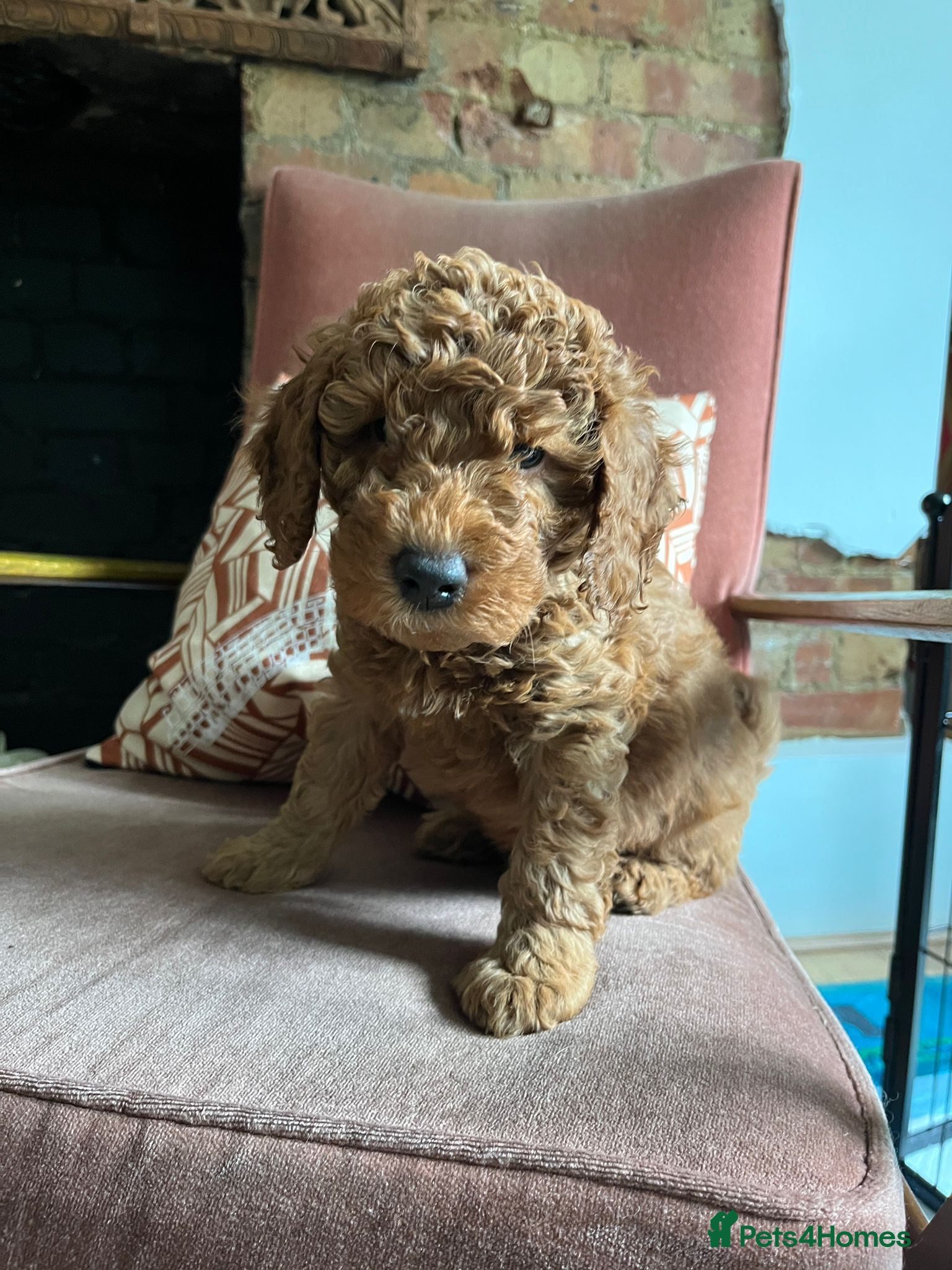 Labradoodle dogs Beautiful Red Labradoodle Puppies - Advert 2