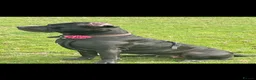 Cane Corso dogs for sale: RARE COLOUR CANE CORSOS - Advert 3