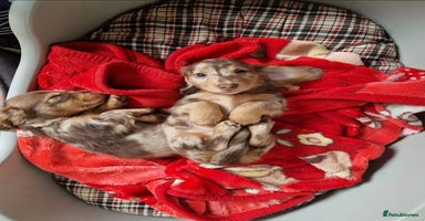 Miniature Dachshund dogs - Advert 2