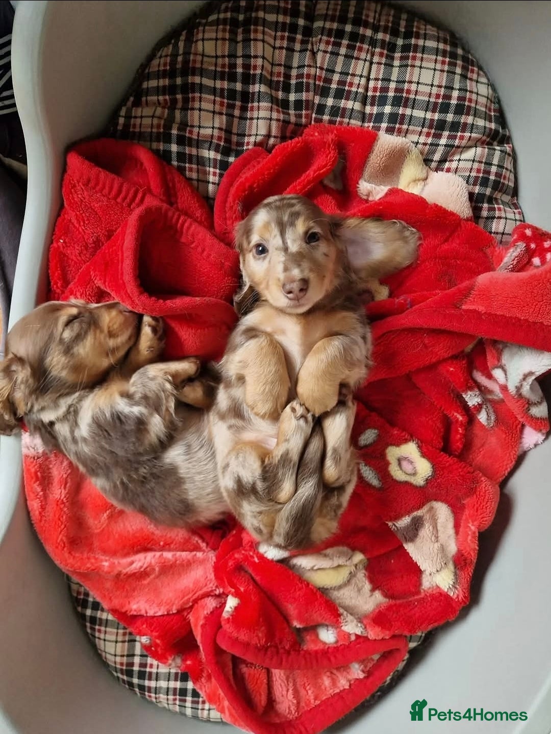 Miniature Dachshund dogs for sale: KC PRA clear Miniature dachshund puppies  - Image 8