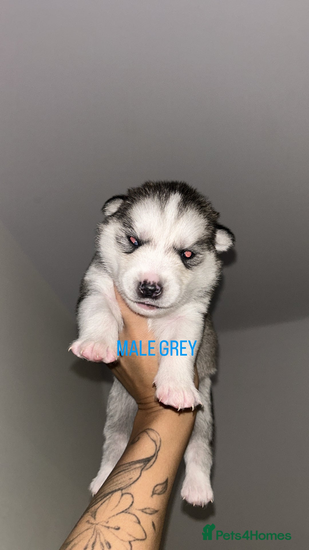 Siberian Husky dogs for sale: STUNNING PURE SIBERIAN HUSKY PUPPIES  - Advert 7