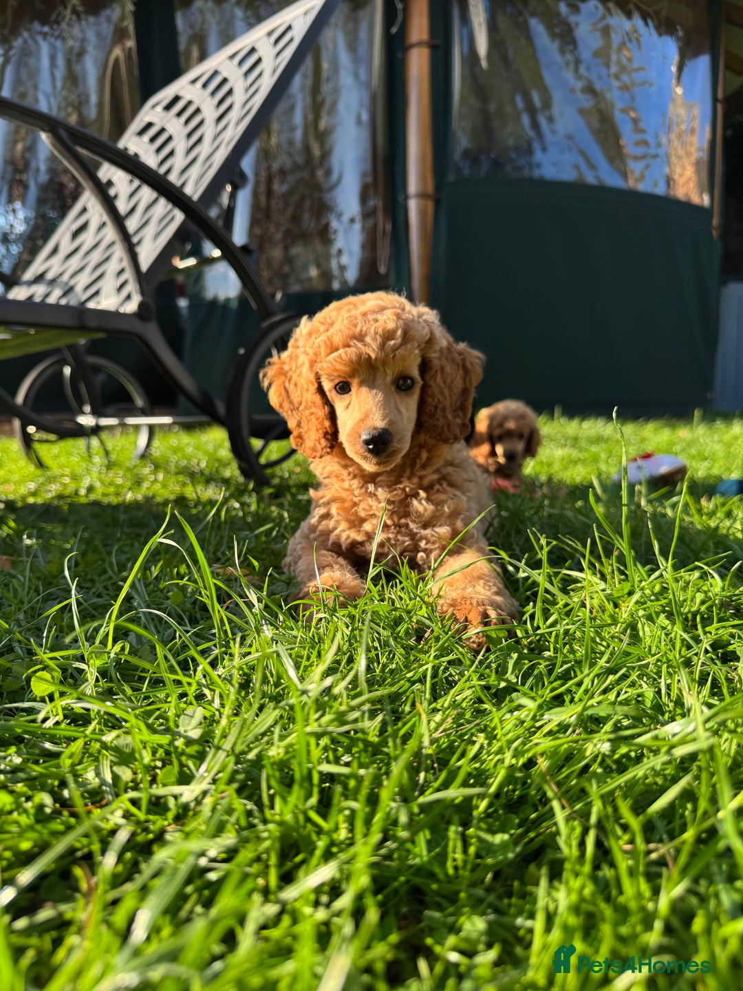 Miniature Poodle dogs for sale: DNA Health tested.Miniature KC Poodle Puppies - Image 20