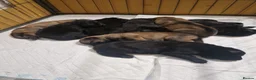 German Shepherd dogs for sale: Beautiful german shepherd puppies for sale  - Advert 27