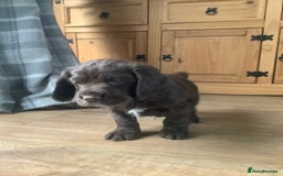 Cocker Spaniel dogs for sale: Working Cocker Spaniels - Advert 15