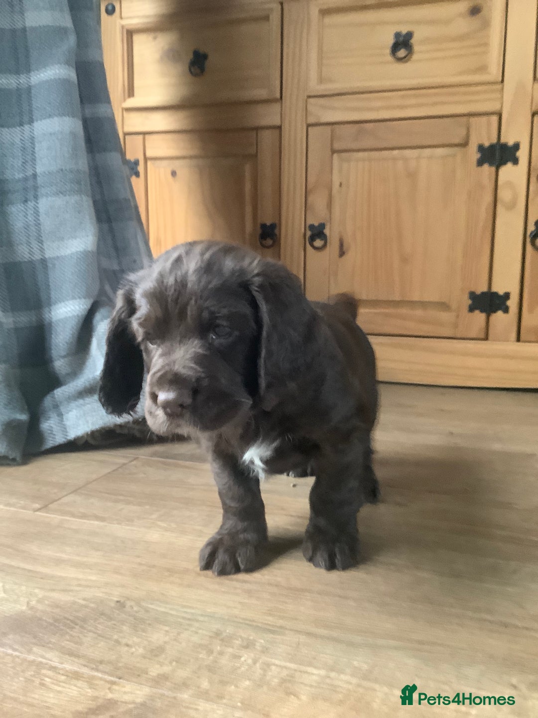 Cocker Spaniel dogs for sale: Working Cocker Spaniels - Advert 15