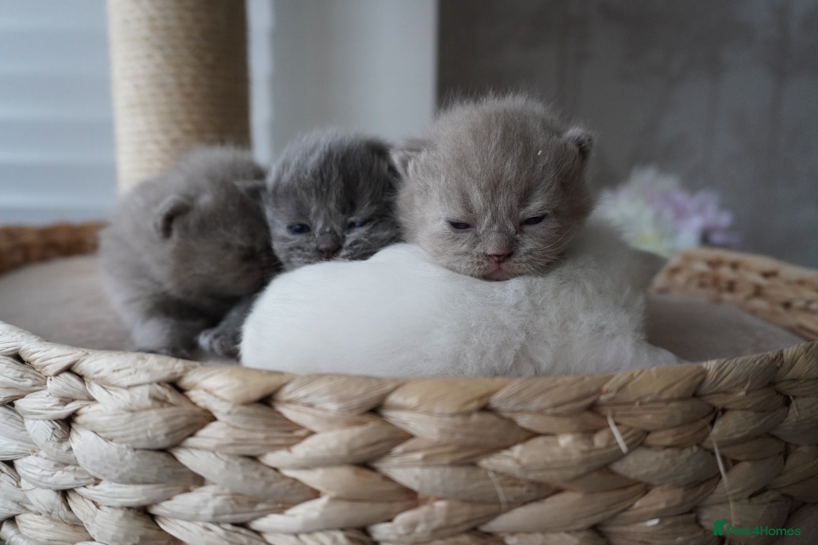 Scottish Fold cats Beautiful kittens - Advert 1