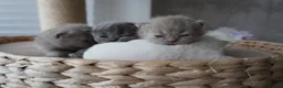 Scottish Fold cats for sale: Beautiful kittens - Advert 1