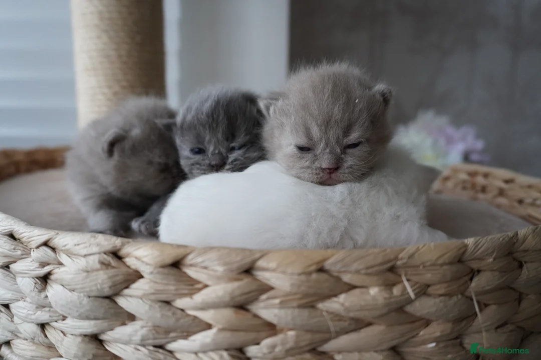 Scottish Fold cats for sale: Beautiful kittens - Advert 1