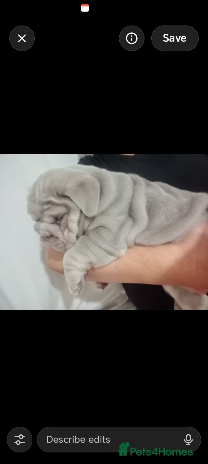 English Bulldog dogs 3 AVAILABLE VERY CHUNKY - Advert 2