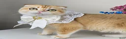 British Shorthair cats for sale: Rehoming  - Advert 20